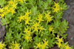 Yellow stonecrop